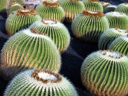 Lanzarote: Jardín de Cactus: cochineal crop