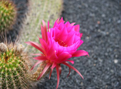 Lanzarote: Jardín de Cactus: Flower of cactus
